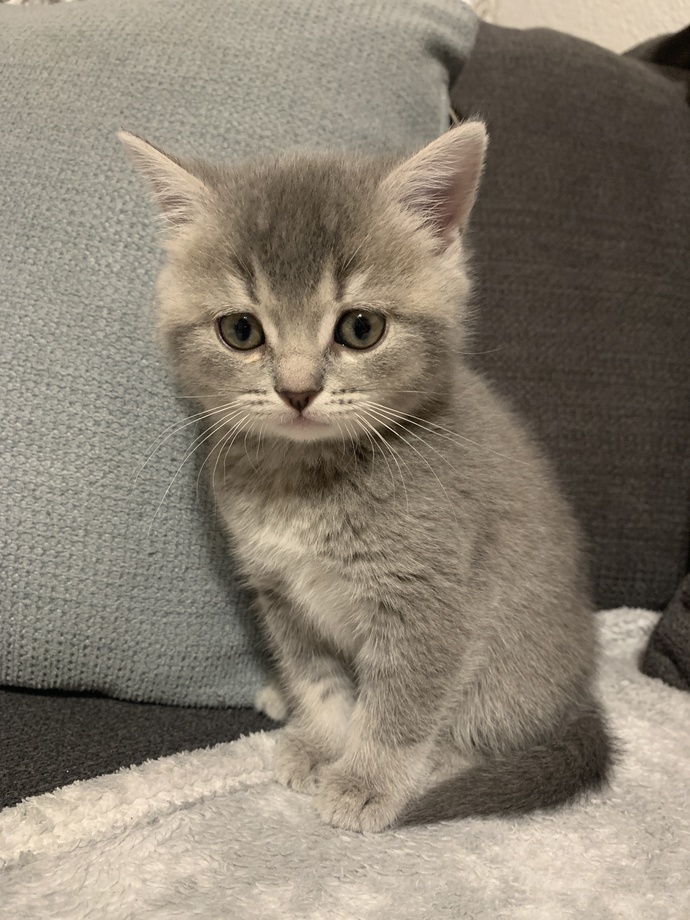 Bugün 17  Şubat  "Dünya Kediler Günü!" Evcil dostlarınızın görsellerini paylaşır mısınız 😻?