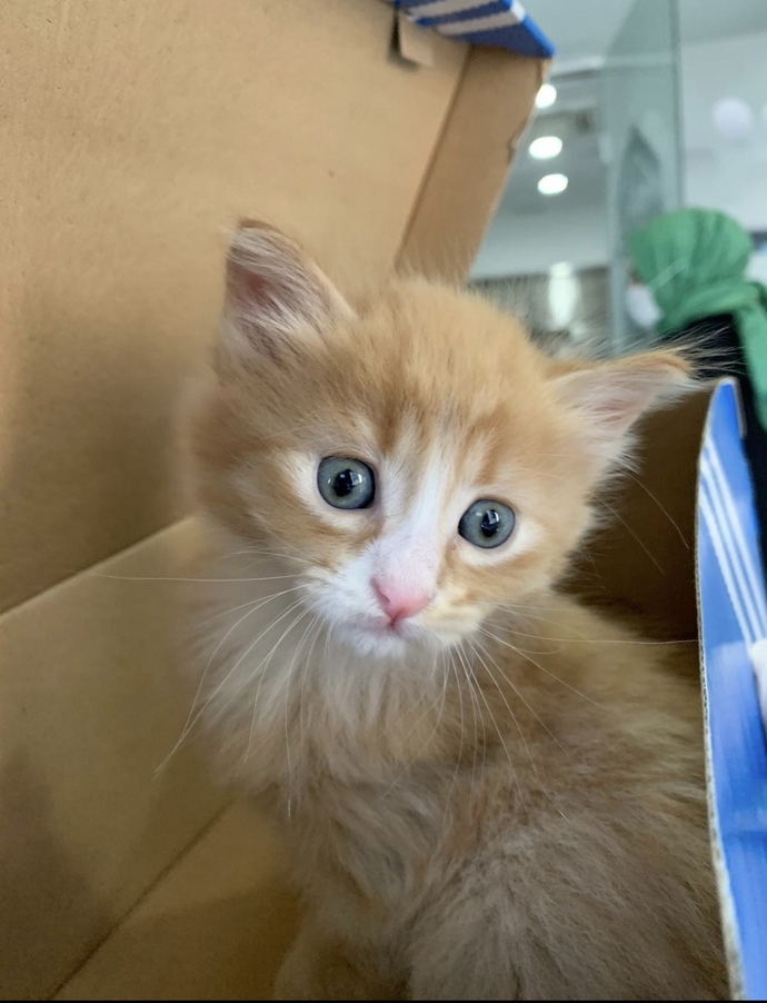 Bugün 17 Şubat "Dünya Kediler Günü!" Evcil dostlarınızın görsellerini paylaşır mısınız 😻?