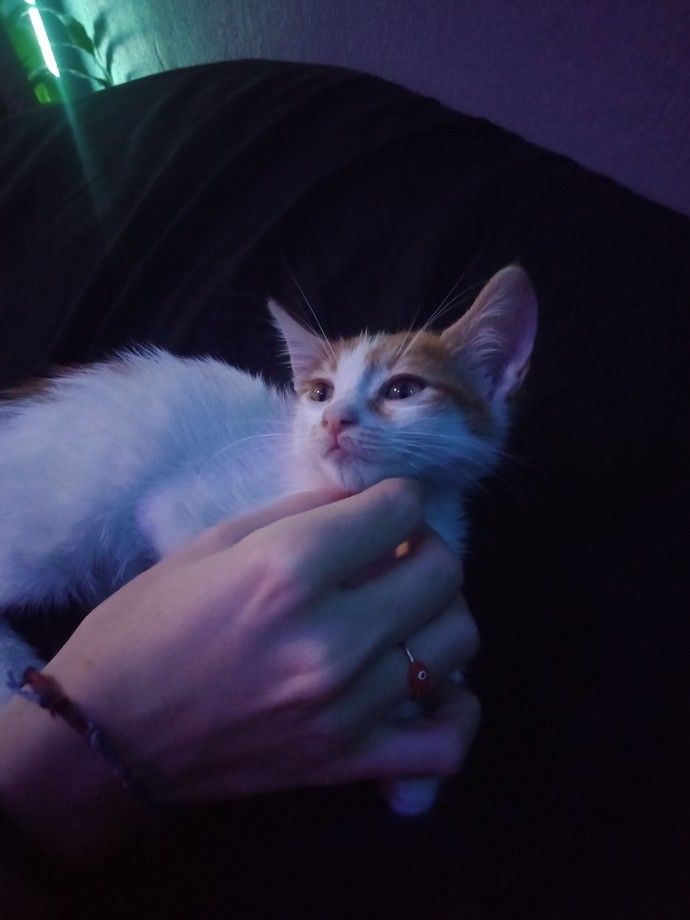 Bugün 17 Şubat "Dünya Kediler Günü!" Evcil dostlarınızın görsellerini paylaşır mısınız 😻?
