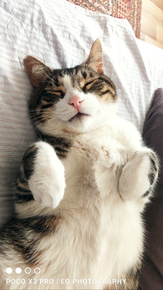 Bugün 17 Şubat "Dünya Kediler Günü!" Evcil dostlarınızın görsellerini paylaşır mısınız 😻?