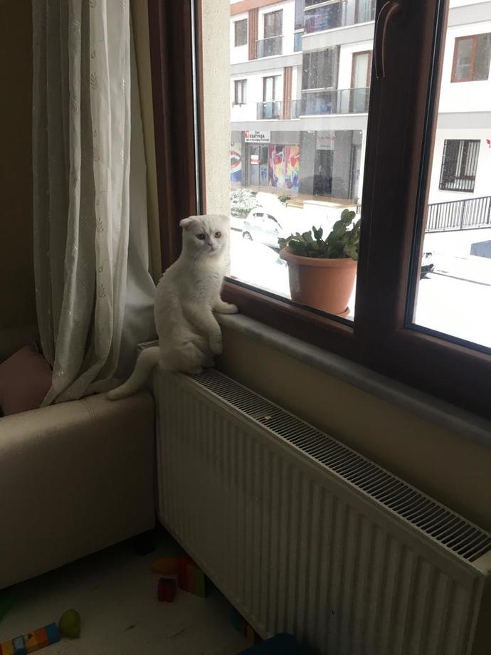 Bugün 17 Şubat "Dünya Kediler Günü!" Evcil dostlarınızın görsellerini paylaşır mısınız 😻?