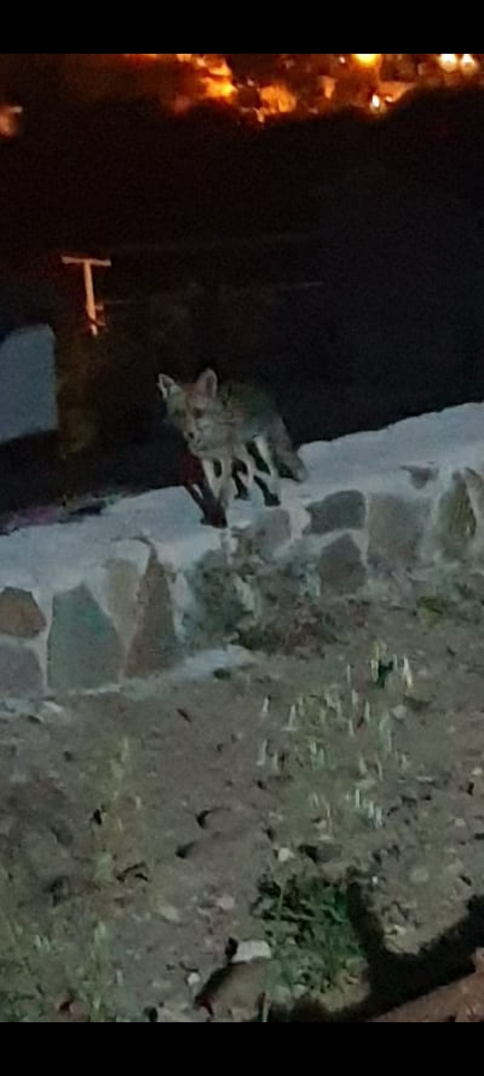 Bugün 17 Şubat "Dünya Kediler Günü!" Evcil dostlarınızın görsellerini paylaşır mısınız 😻?