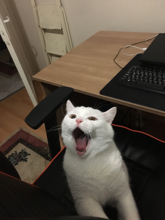 Bugün 17 Şubat "Dünya Kediler Günü!" Evcil dostlarınızın görsellerini paylaşır mısınız 😻?