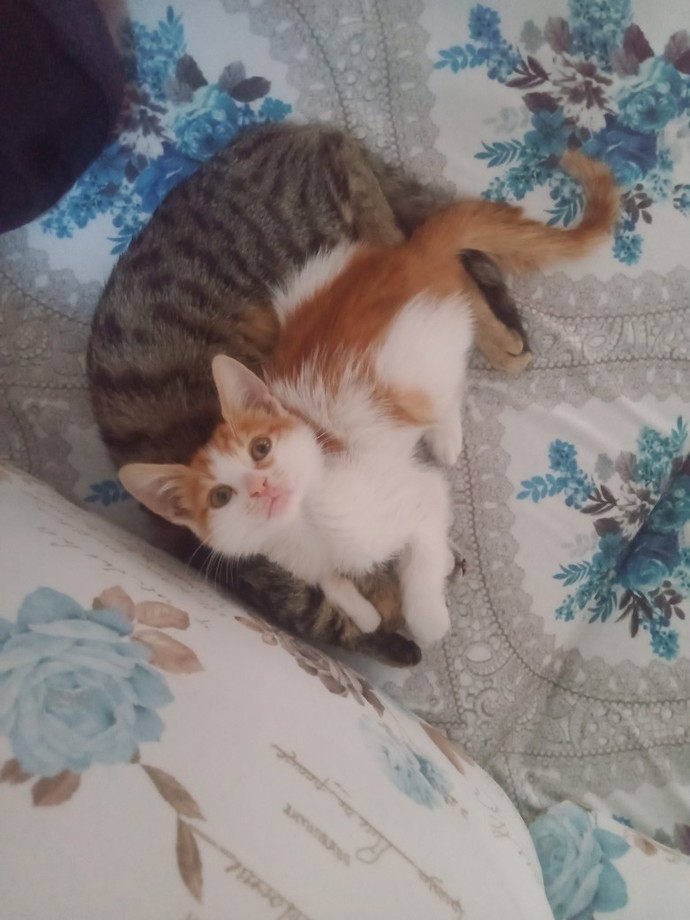 Bugün 17 Şubat "Dünya Kediler Günü!" Evcil dostlarınızın görsellerini paylaşır mısınız 😻?