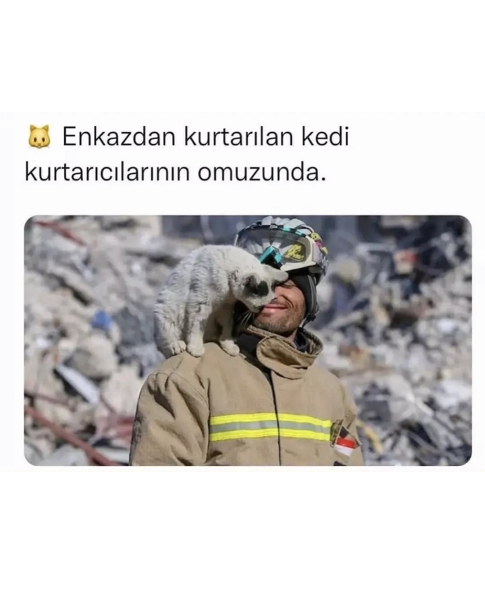 Bugün 17 Şubat "Dünya Kediler Günü!" Evcil dostlarınızın görsellerini paylaşır mısınız 😻?