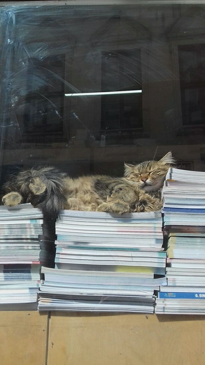 Bugün 17  Şubat  "Dünya Kediler Günü!" Evcil dostlarınızın görsellerini paylaşır mısınız 😻?