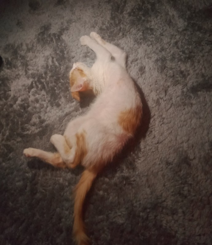 Bugün 17 Şubat "Dünya Kediler Günü!" Evcil dostlarınızın görsellerini paylaşır mısınız 😻?