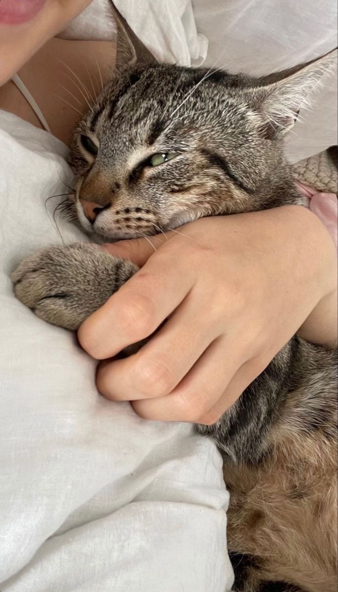 Bugün 17 Şubat "Dünya Kediler Günü!" Evcil dostlarınızın görsellerini paylaşır mısınız 😻?