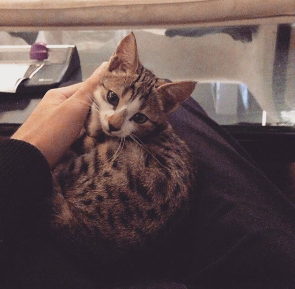Bugün 17  Şubat  "Dünya Kediler Günü!" Evcil dostlarınızın görsellerini paylaşır mısınız 😻?
