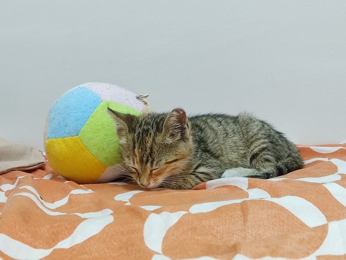 Bugün 17  Şubat  "Dünya Kediler Günü!" Evcil dostlarınızın görsellerini paylaşır mısınız 😻?