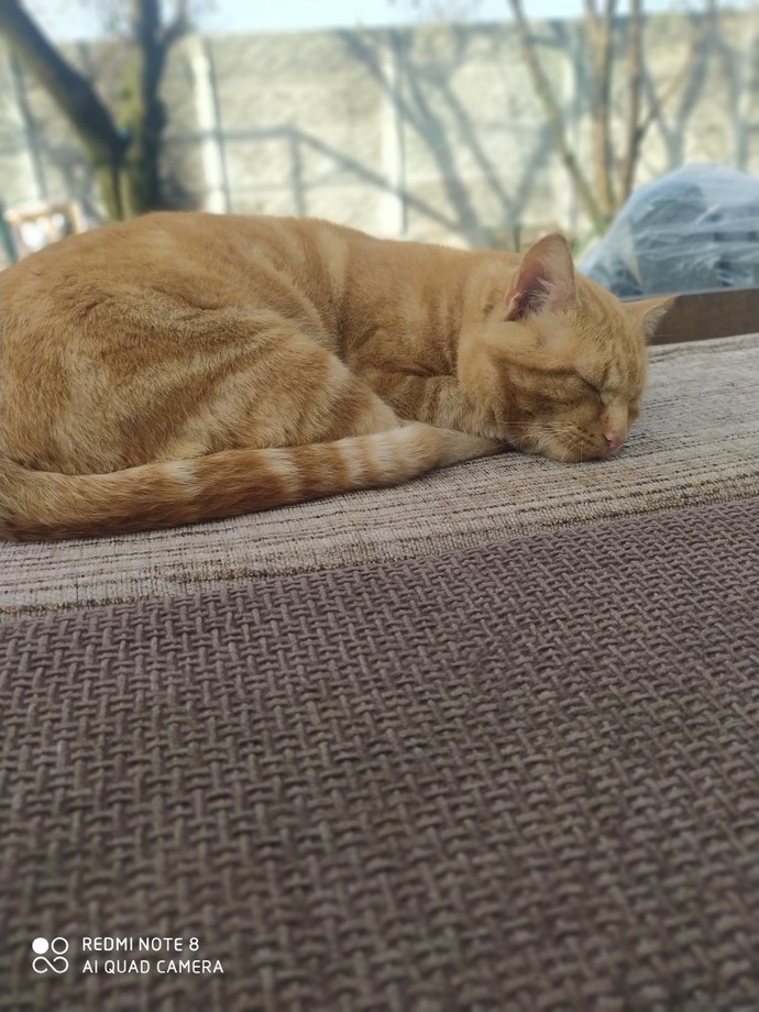 Bugün 17  Şubat  "Dünya Kediler Günü!" Evcil dostlarınızın görsellerini paylaşır mısınız 😻?