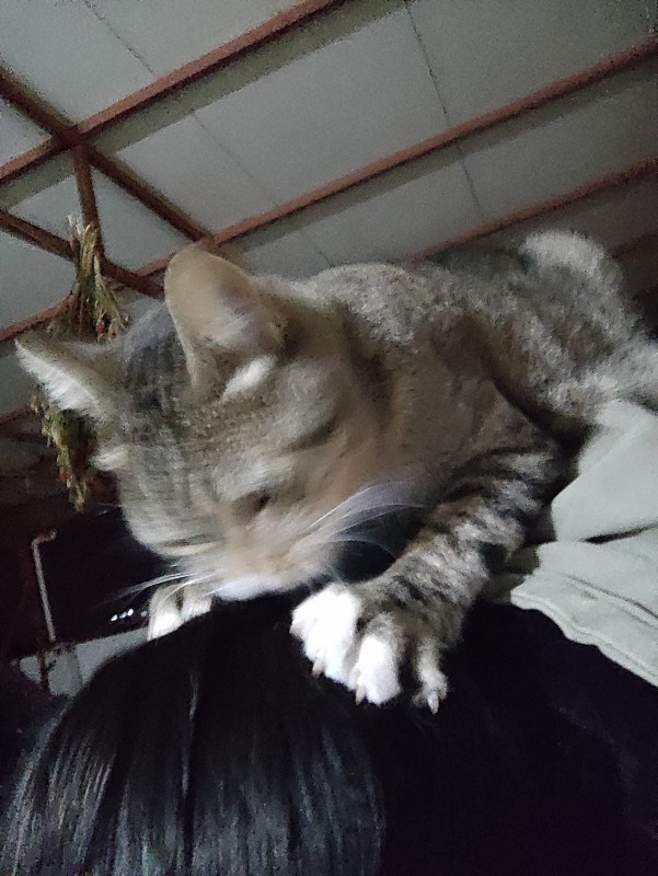 Bugün 17 Şubat "Dünya Kediler Günü!" Evcil dostlarınızın görsellerini paylaşır mısınız 😻?