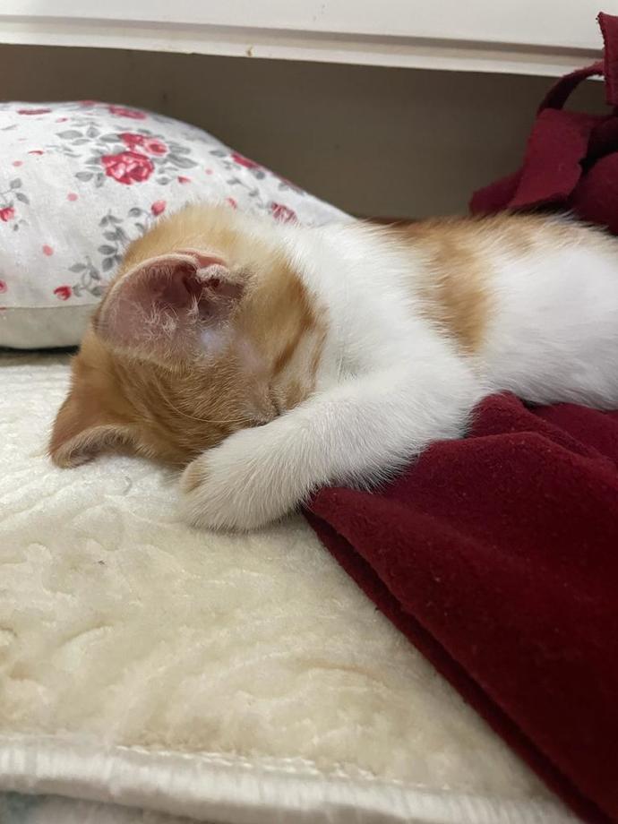 Bugün 17 Şubat "Dünya Kediler Günü!" Evcil dostlarınızın görsellerini paylaşır mısınız 😻?