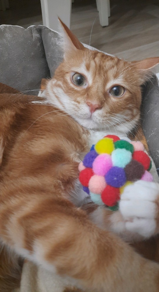 Bugün 17  Şubat  "Dünya Kediler Günü!" Evcil dostlarınızın görsellerini paylaşır mısınız 😻?