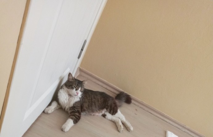 Bugün 17  Şubat  "Dünya Kediler Günü!" Evcil dostlarınızın görsellerini paylaşır mısınız 😻?