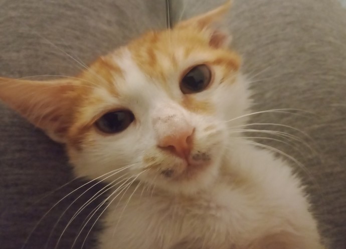 Bugün 17 Şubat "Dünya Kediler Günü!" Evcil dostlarınızın görsellerini paylaşır mısınız 😻?