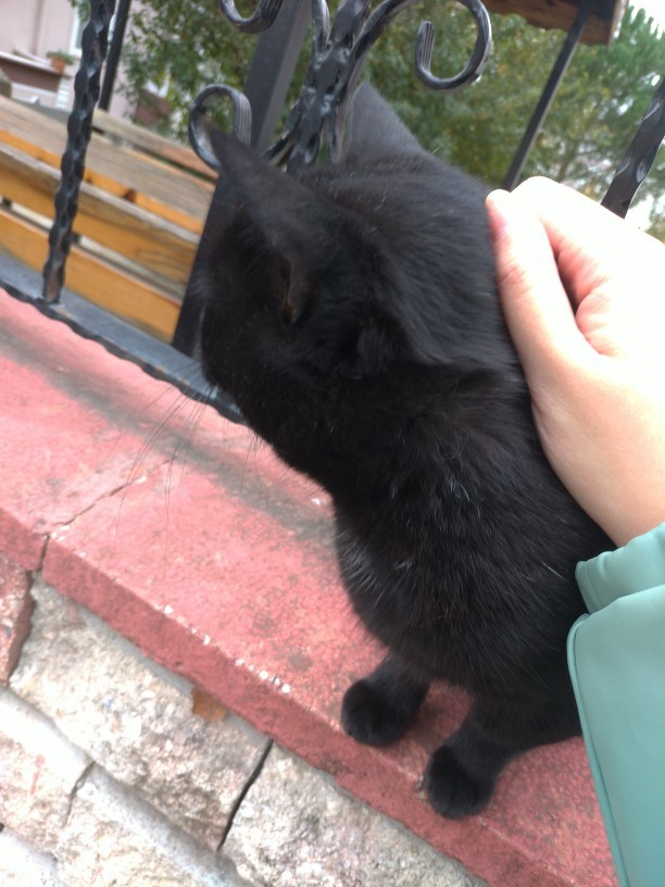 Bugün 17  Şubat  "Dünya Kediler Günü!" Evcil dostlarınızın görsellerini paylaşır mısınız 😻?