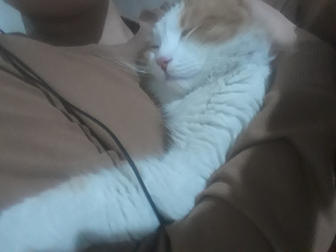 Bugün 17 Şubat "Dünya Kediler Günü!" Evcil dostlarınızın görsellerini paylaşır mısınız 😻?