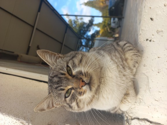 Bugün 17  Şubat  "Dünya Kediler Günü!" Evcil dostlarınızın görsellerini paylaşır mısınız 😻?