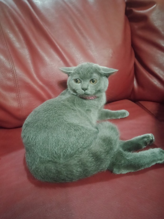 Bugün 17 Şubat "Dünya Kediler Günü!" Evcil dostlarınızın görsellerini paylaşır mısınız 😻?