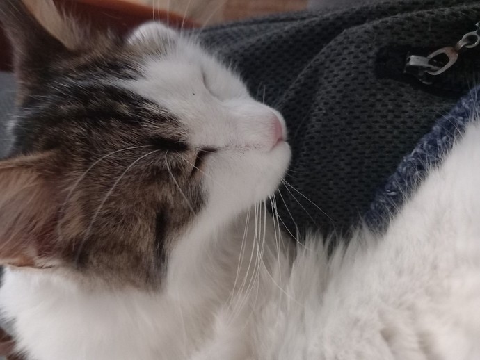 Bugün 17 Şubat "Dünya Kediler Günü!" Evcil dostlarınızın görsellerini paylaşır mısınız 😻?