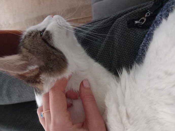 Bugün 17 Şubat "Dünya Kediler Günü!" Evcil dostlarınızın görsellerini paylaşır mısınız 😻?