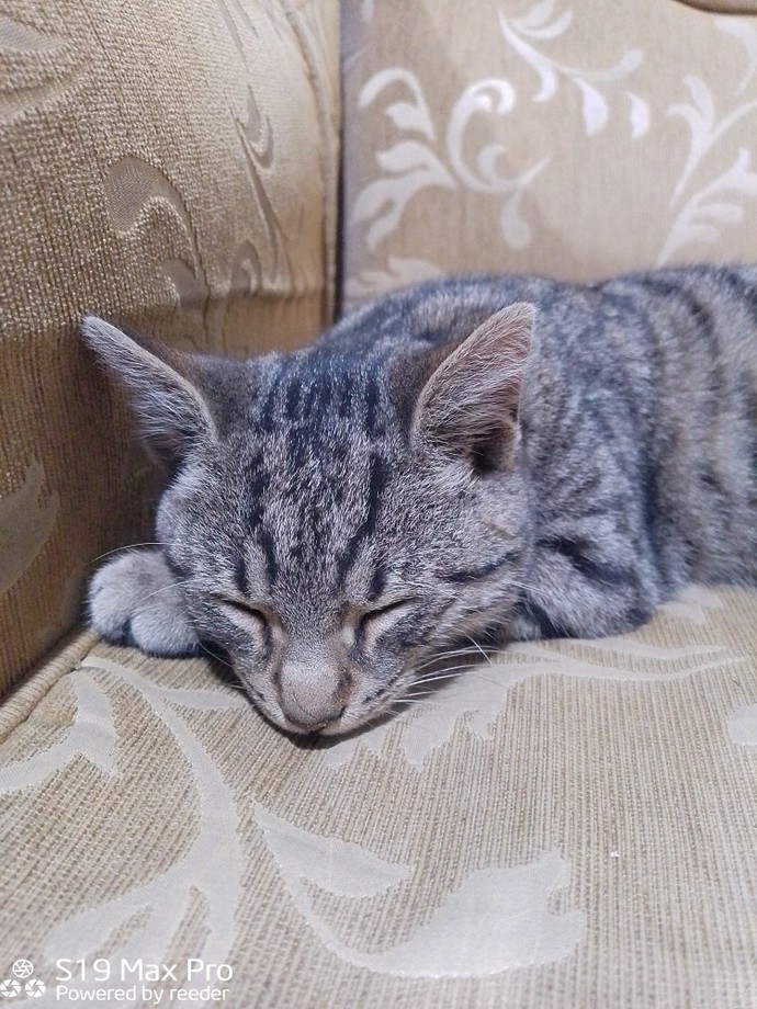 Bugün 17  Şubat  "Dünya Kediler Günü!" Evcil dostlarınızın görsellerini paylaşır mısınız 😻?