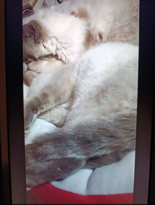 Bugün 17  Şubat  "Dünya Kediler Günü!" Evcil dostlarınızın görsellerini paylaşır mısınız 😻?