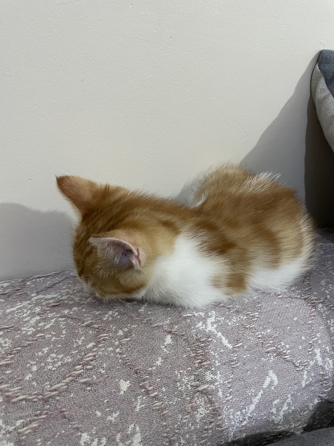 Bugün 17 Şubat "Dünya Kediler Günü!" Evcil dostlarınızın görsellerini paylaşır mısınız 😻?