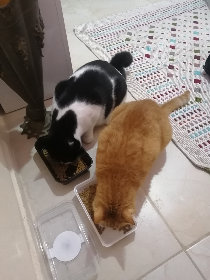 Bugün 17 Şubat "Dünya Kediler Günü!" Evcil dostlarınızın görsellerini paylaşır mısınız 😻?