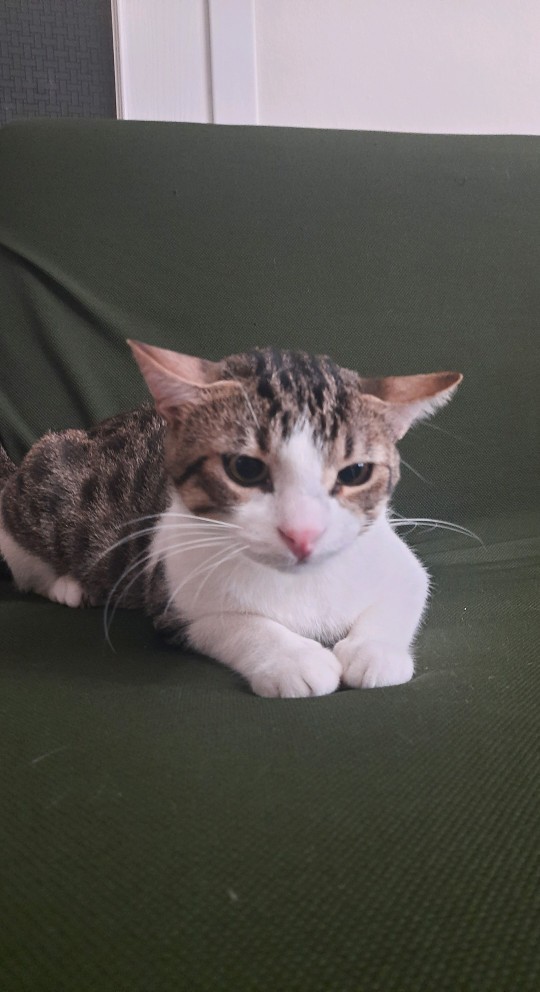 Bugün 17 Şubat "Dünya Kediler Günü!" Evcil dostlarınızın görsellerini paylaşır mısınız 😻?