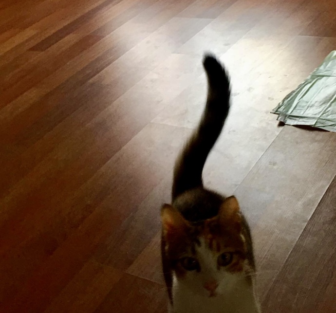 Bugün 17  Şubat  "Dünya Kediler Günü!" Evcil dostlarınızın görsellerini paylaşır mısınız 😻?