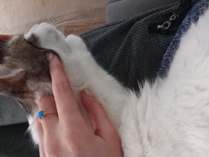 Bugün 17  Şubat  "Dünya Kediler Günü!" Evcil dostlarınızın görsellerini paylaşır mısınız 😻?