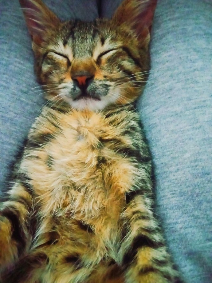 Bugün 17 Şubat "Dünya Kediler Günü!" Evcil dostlarınızın görsellerini paylaşır mısınız 😻?