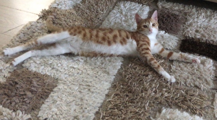 Bugün 17  Şubat  "Dünya Kediler Günü!" Evcil dostlarınızın görsellerini paylaşır mısınız 😻?
