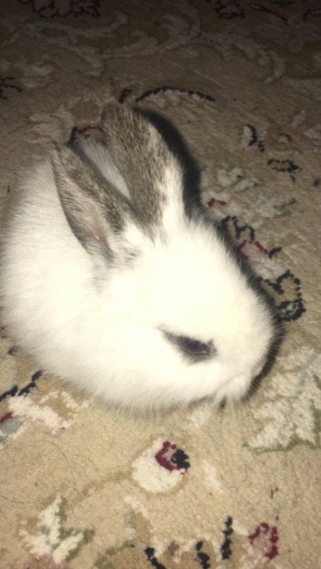 Bugün 17  Şubat  "Dünya Kediler Günü!" Evcil dostlarınızın görsellerini paylaşır mısınız 😻?