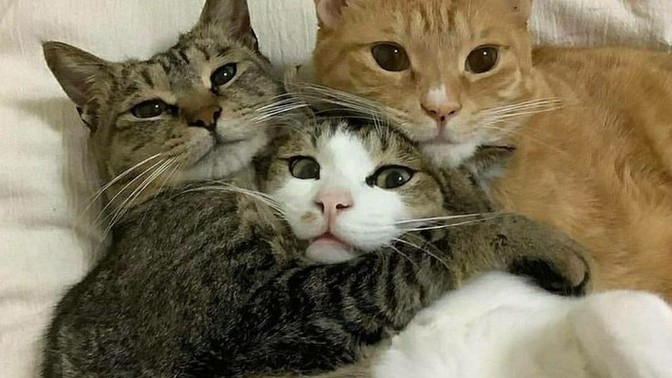 Bugün 17  Şubat  "Dünya Kediler Günü!" Evcil dostlarınızın görsellerini paylaşır mısınız 😻?