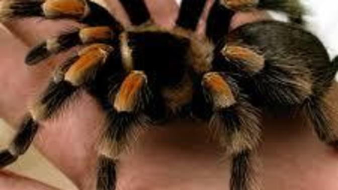 Tarantula çok tatlı değil mi ya?
