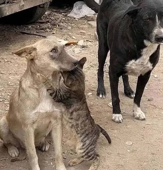 İnsanlar mı daha sadık, hayvanlar mı?
