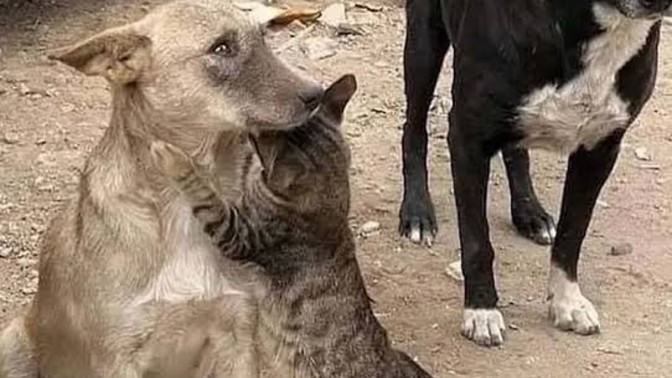 İnsanlar mı daha sadık, hayvanlar mı?