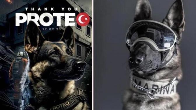 Arama kurtarma köpeği Proteo’nun heykeli İstanbul’a dikilecekmiş. Güzel bir haber ama siz de neden İstanbul dediniz mi?