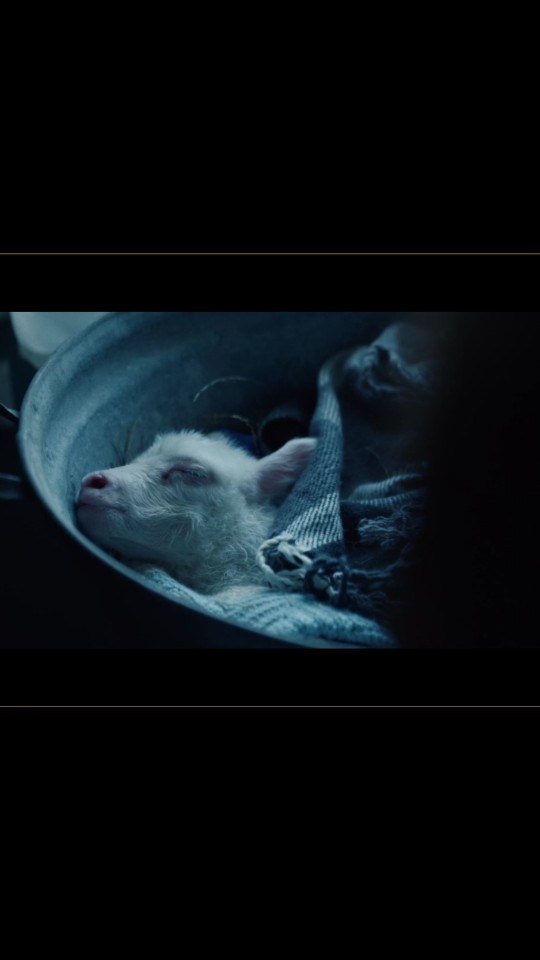 Lamb kuzu filmini izlediniz mi?
