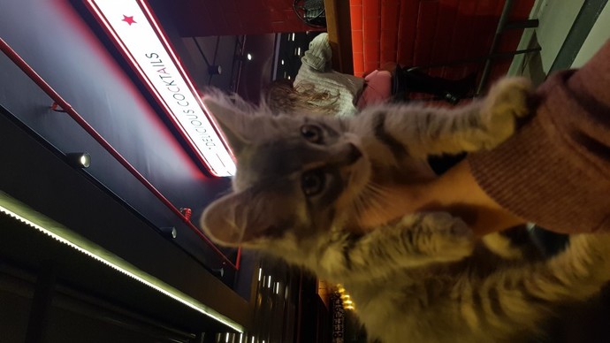 Kedi görünce ne yapıyorsunuz?