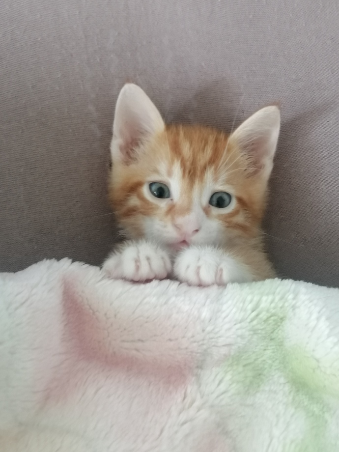 Oyy oyy ne görmesi evin hakimi oldular benim kuzucuklar 🐾🐾🥰