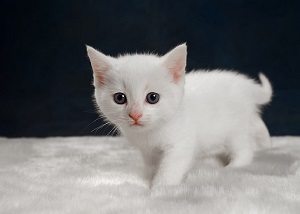 Kedi görünce ne yapıyorsunuz?