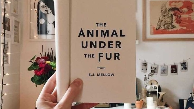 Kitap yarışmalarına katıldınız mı hiç?