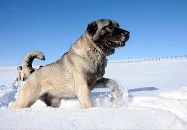 Kangal mı daha güçlü yoksa aslan mı?