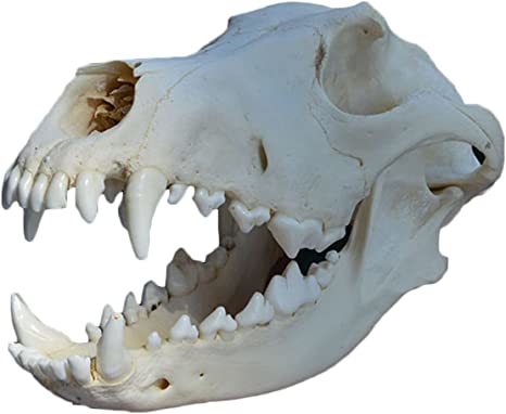 Köpek