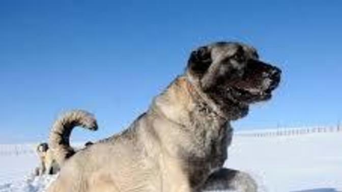 Kangal mı daha güçlü yoksa aslan mı?