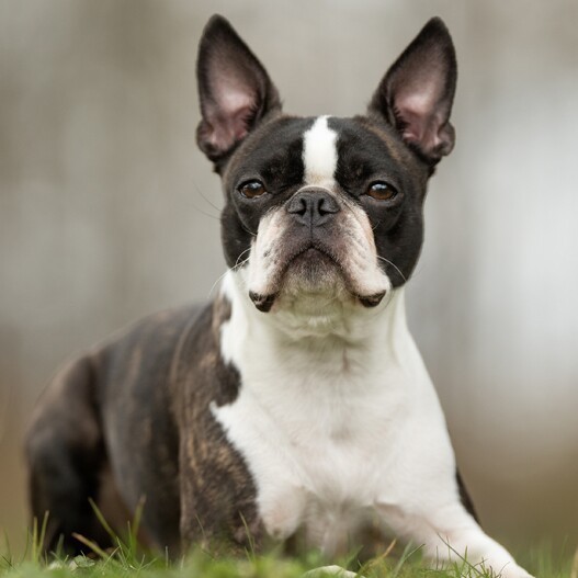 Boston terrier sahiplenmek istiyorum?
